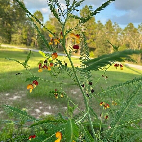 Sesbania herbacea 叶