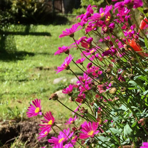 Senecio elegans Autre