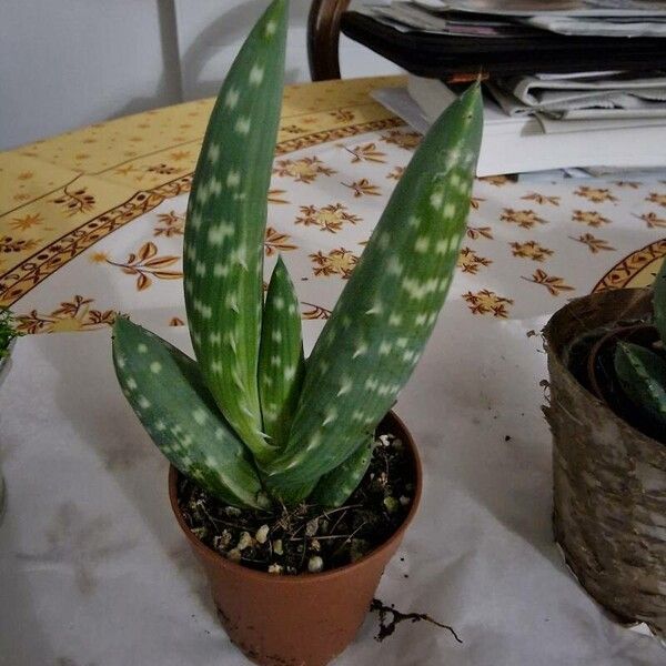 Aloe gariepensis Leht