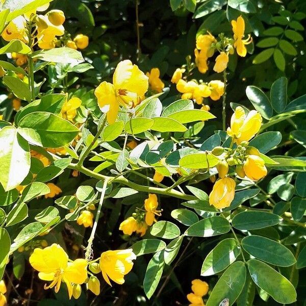 Senna occidentalis 葉