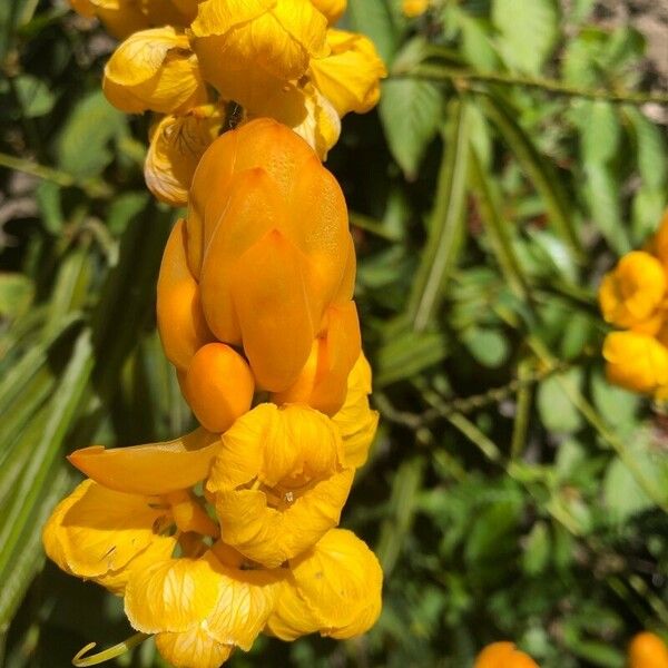 Senna alata Flower