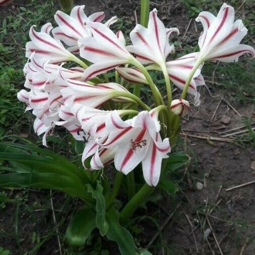 Crinum bulbispermum 花