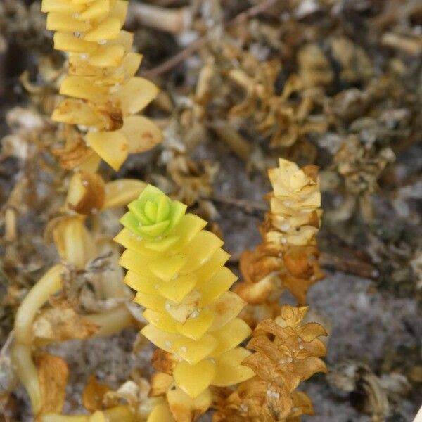 Honckenya peploides Blad