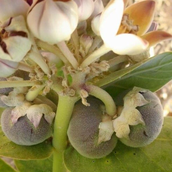 Calotropis procera Fruit