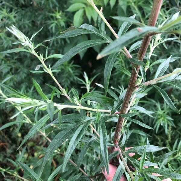 Artemisia vulgaris Feuille