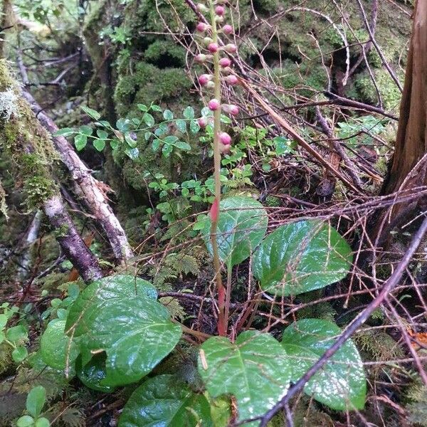 Pyrola asarifolia Floro