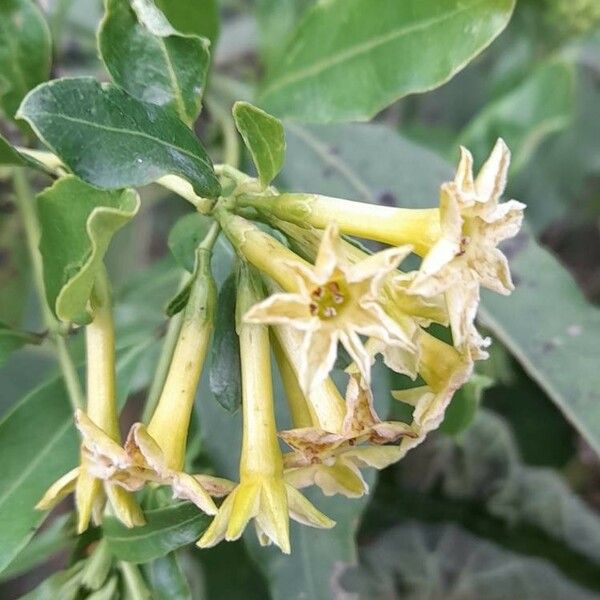 Cestrum euanthes Flower