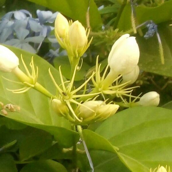 Jasminum sambac Flower