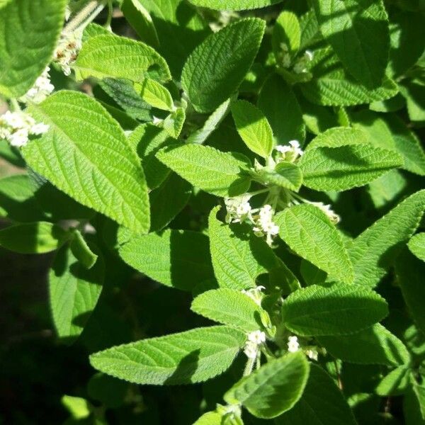 Lippia origanoides Квітка