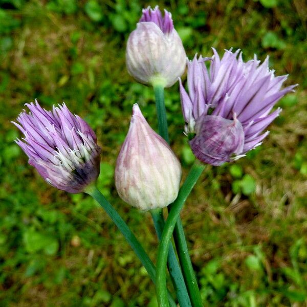 Allium schoenoprasum Flower