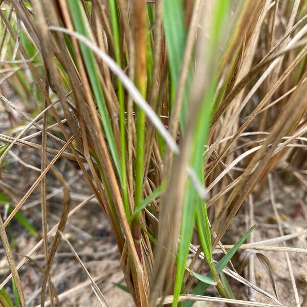 Setaria sphacelata Hostoa