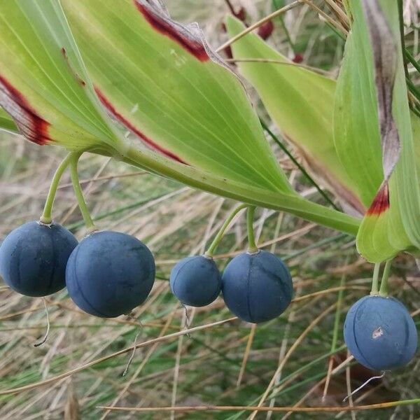 Polygonatum odoratum Frukt