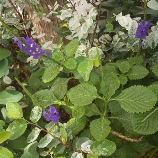 Stachytarpheta indica Blatt