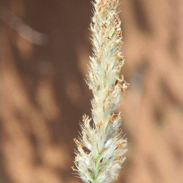 Pennisetum divisum Flors