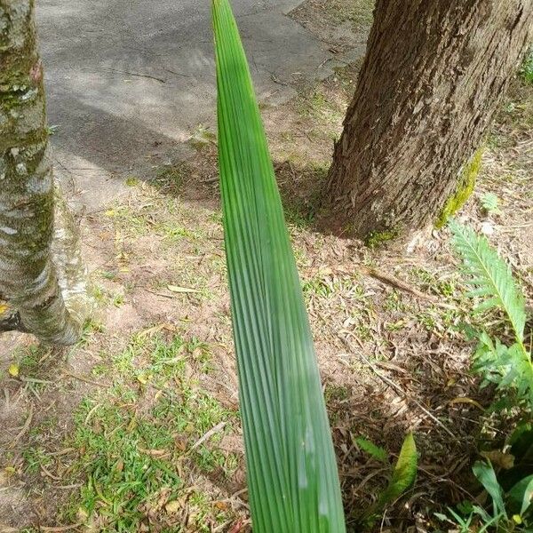 Molineria capitulata Лист