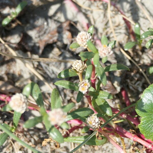 Gomphrena portulacoides Flower