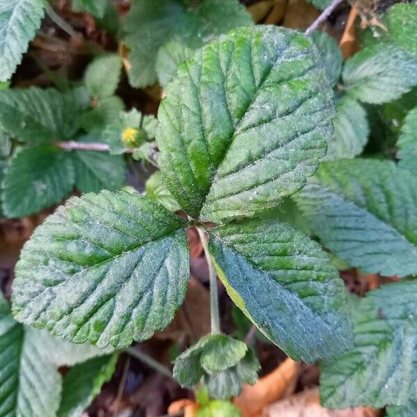 Potentilla indica Φύλλο