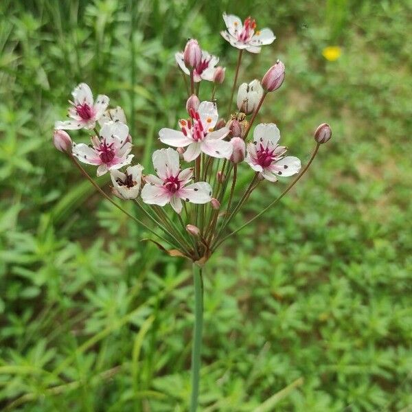 Butomus umbellatus फूल