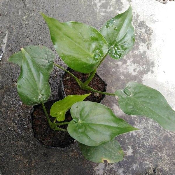 Alocasia cucullata Folha