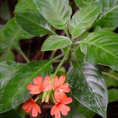 Crossandra infundibuliformis Blad