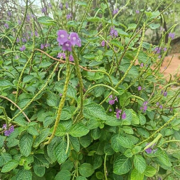 Stachytarpheta indica 花