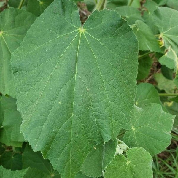 Abutilon grandifolium Levél