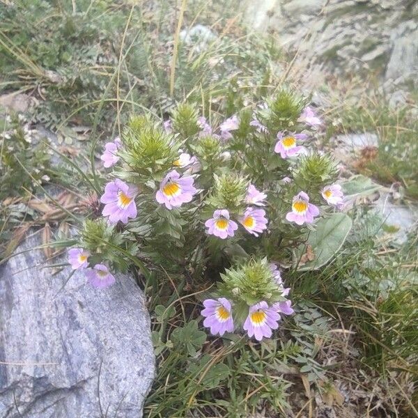 Euphrasia alpina Plante entière