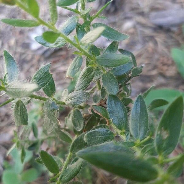 Genista germanica Deilen