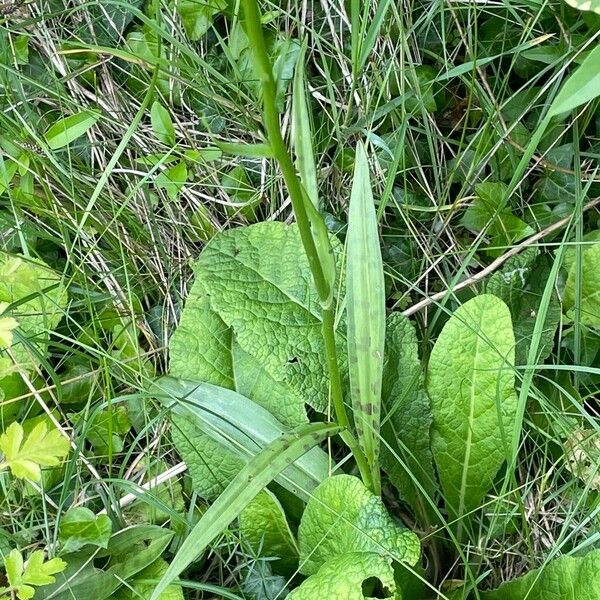 Dactylorhiza fuchsii 葉