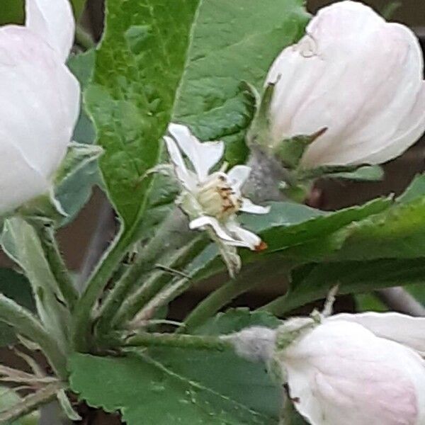 Malus domestica പുഷ്പം