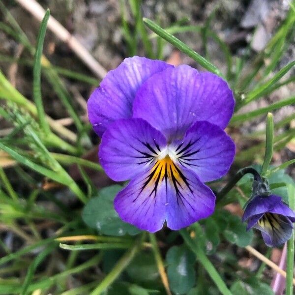 Viola lutea Квітка
