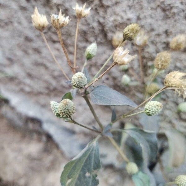 Acmella paniculata Blomst