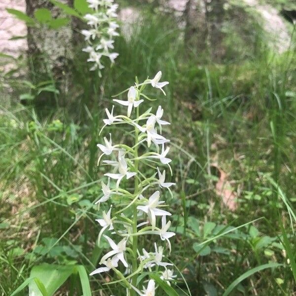 Platanthera bifolia Blüte