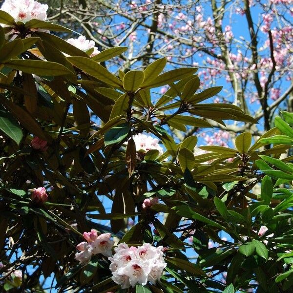 Rhododendron crinigerum عادت داشتن