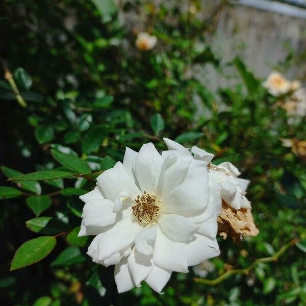 Rosa sempervirens 花