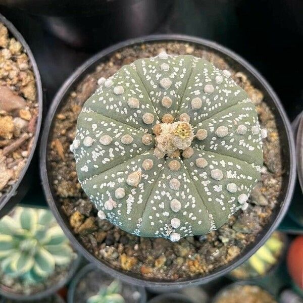 Astrophytum asterias Ліст