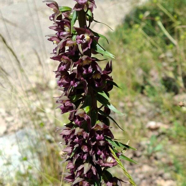 Epipactis helleborine फूल