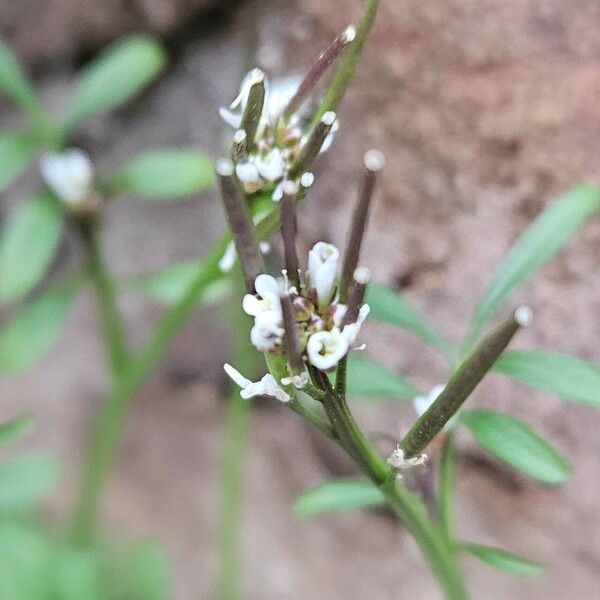 Cardamine hirsuta 花