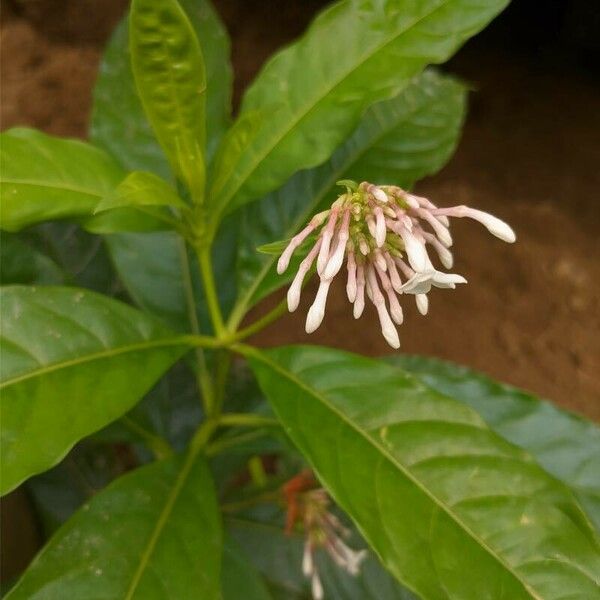 Rauvolfia serpentina Blüte