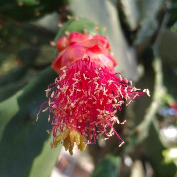 Opuntia cochenillifera Цвят