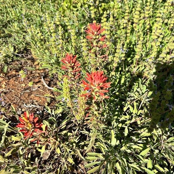 Castilleja pruinosa Fleur