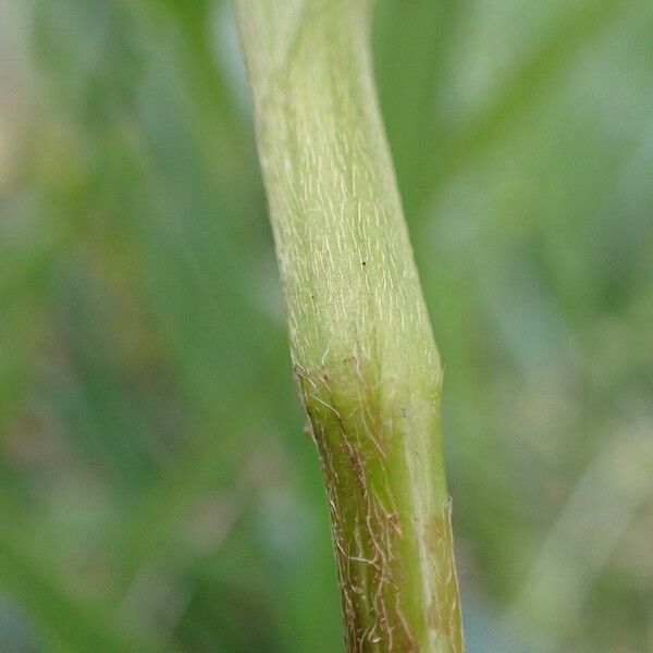 Persicaria amphibia Bark