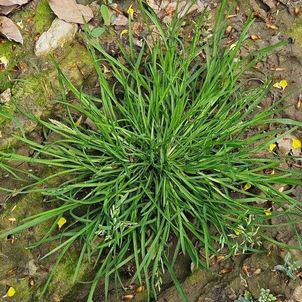 Poa annua অভ্যাস