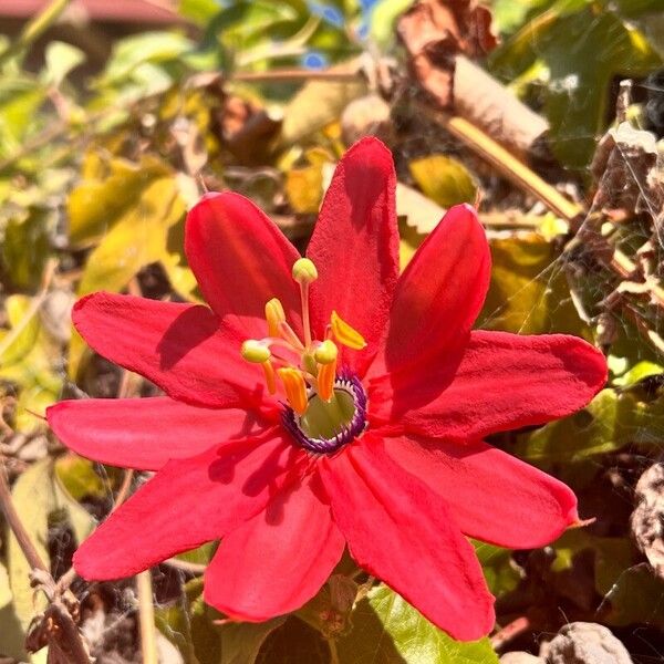 Passiflora manicata Çiçek