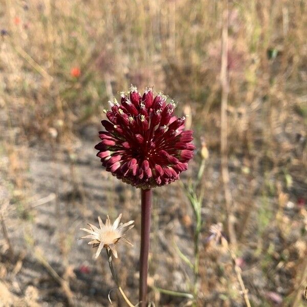 Allium atroviolaceum Flor