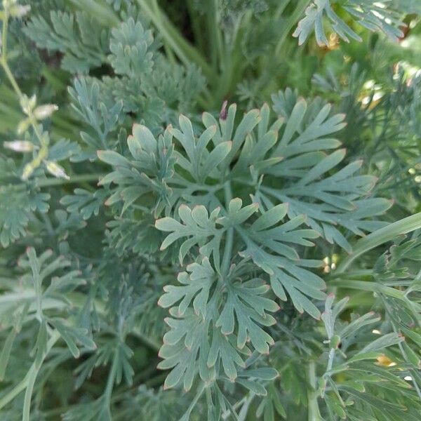 Eschscholzia californica Blatt