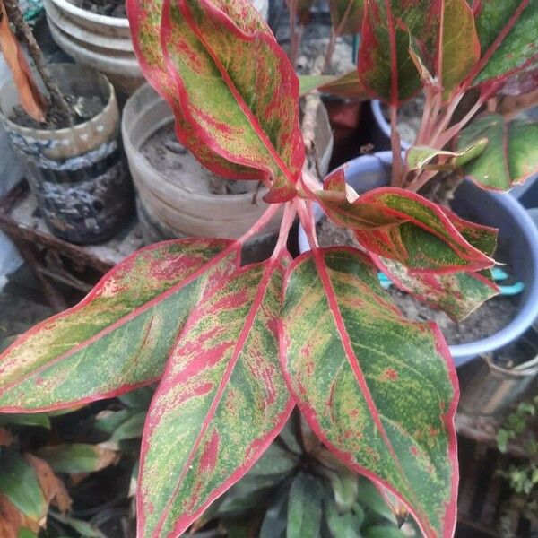 Aglaonema commutatum Leaf