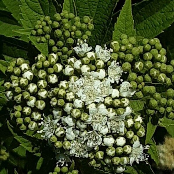 Spiraea alba Flower