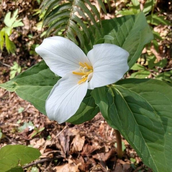 Trillium ovatum Flower