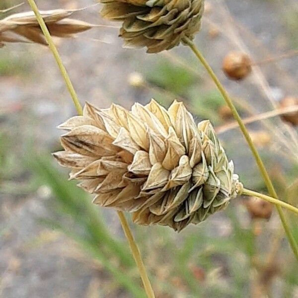 Phalaris canariensis Floare